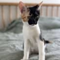 Photo of Shilo