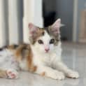 Photo of Lily