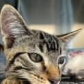 Photo of Chai