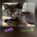 Photo of Storm