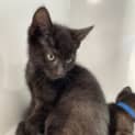 Photo of Muffin