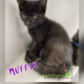 Photo of Muffin