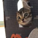 Photo of Sassy
