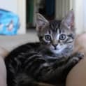 Photo of Sassy