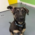 Photo of Arlo