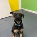 Photo of Arlo