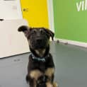 Photo of Arlo