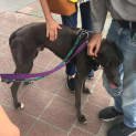 Photo of Grover