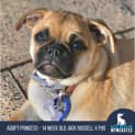 Photo of Princess 14 Week Old Jack Russell X Pug (Trial)