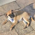Photo of Princess 14 Week Old Jack Russell X Pug (Trial)