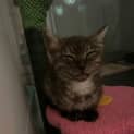 Photo of Tinsel