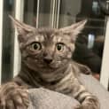Photo of Tinsel