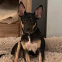 Photo of Daffie