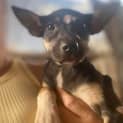 Photo of Daffie
