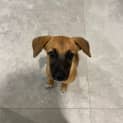 Photo of Daisy