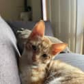 Photo of Lemon