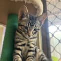 Photo of Lupin