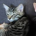 Photo of Lupin