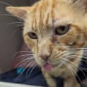 Photo of Cheeseball