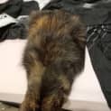 Photo of Tinkerbell