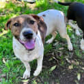 Photo of Yasha