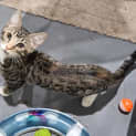 Photo of Squeak