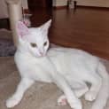 Photo of Cotton