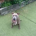 Photo of Willow *$250 Adoption Fee*