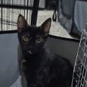 Photo of Pebbles