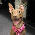 Photo of Honey