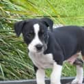 Photo of Frank   8 Week Old Staffy X Cattle Dog (Trial)