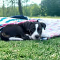 Photo of Frank   8 Week Old Staffy X Cattle Dog (Trial)