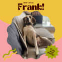 Photo of 🐶Frank!🐶