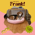 Photo of 🐶Frank!🐶