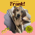 Photo of 🐶Frank!🐶