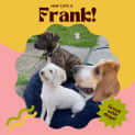 Photo of 🐶Frank!🐶