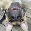 Photo of Bruno