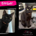 Photo of Ember
