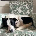 Photo of Charlie 22 Month Old Border Collie X (Trial)