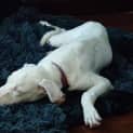 Photo of Chica