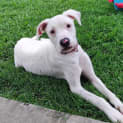 Photo of Chica