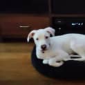 Photo of Chica