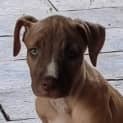 Photo of Sassy