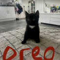 Photo of Oreo Kitten 2