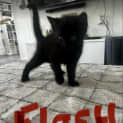 Photo of Flash Kit 3