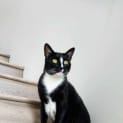 Photo of Louie