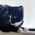 Photo of Louie