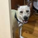 Photo of Matcha