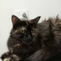 Photo of Tinkerbell