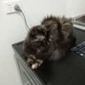 Photo of Tinkerbell